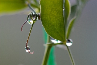 「スイートピー(カオリエンドウ,ジャコウレンリソウ,ジャコウエンドウ)」のサムネイル画像