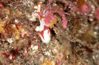 「クマドリイザリウオ(クマドリカエルアンコウ,Warty Frogfish)」のサムネイル画像