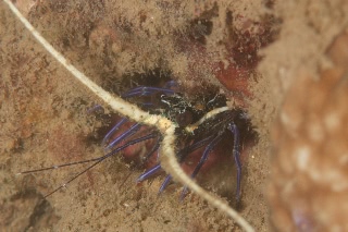 「ゴシキエビ(Painted rock lobster)」のサムネイル画像