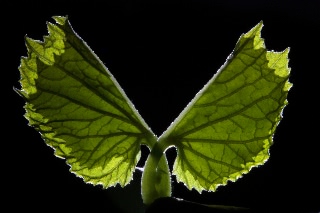 「ツルレイシ(ニガウリ,ゴーヤ)」のサムネイル画像