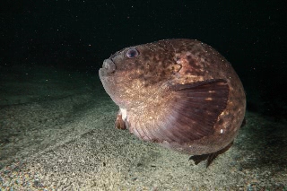 「ホテイウオ(ゴッコ)」のサムネイル画像