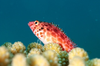 「ミナミゴンベ(Blotched Hawkfish)」のサムネイル画像