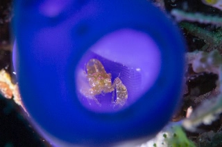 「ホヤカクレエビ属の一種」のサムネイル画像