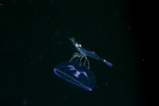 「ジェリーフィッシュライダー」のサムネイル画像