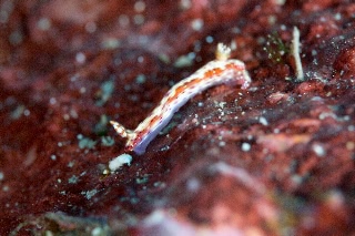 「センテンイロウミウシ」のサムネイル画像