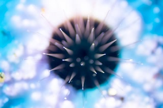 「ウニの仲間」のサムネイル画像