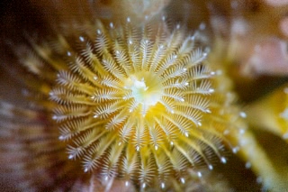 「イバラカンザシ(Christmas tree worm)」のサムネイル画像