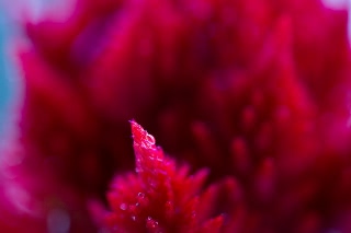 「ケイトウ(鶏頭)」のサムネイル画像