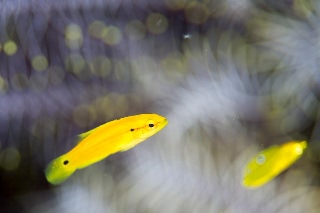 「コガネキュウセン」のサムネイル画像