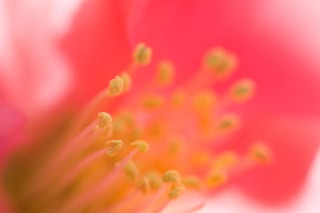 「ツバキ」のサムネイル画像