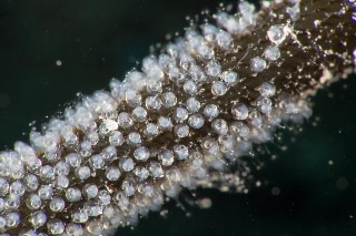 「ガラスハゼ」のサムネイル画像