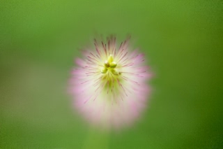 「エノコログサ(ねこじゃらし)」のサムネイル画像