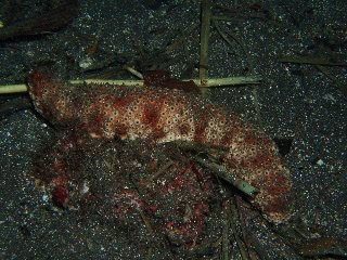 「トラフナマコ」のサムネイル画像