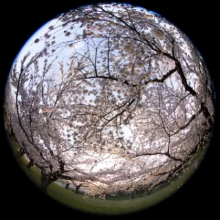 「ソメイヨシノ(染井吉野)」のサムネイル画像