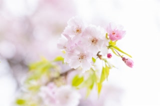 「ヤエシダレザクラ(八重しだれ桜)」のサムネイル画像