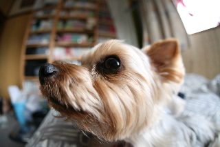 「ヨークシャー・テリア(Yorkshire Terrier)」のサムネイル画像