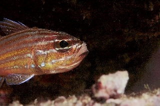 「キンセンイシモチ(Southern orange-lined cardinal fish)」のサムネイル画像