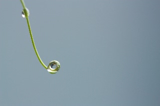 「スイートピー(カオリエンドウ,ジャコウレンリソウ,ジャコウエンドウ)」のサムネイル画像