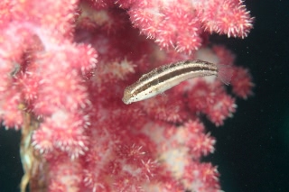 「無題」のサムネイル画像