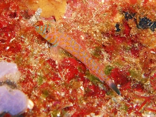 「ヒメギンポ」のサムネイル画像