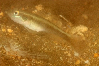 「ハゴロモハゼ」のサムネイル画像