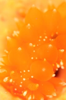 「アケボノウミウシ」のサムネイル画像