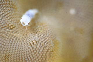 「ソメワケウミクワガタ」のサムネイル画像