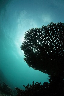 「無題」のサムネイル画像