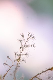 「ウミヒドラの仲間」のサムネイル画像