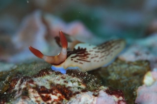 「クロスジリュウグウウミウシ」のサムネイル画像