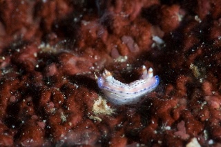 「センテンイロウミウシ」のサムネイル画像