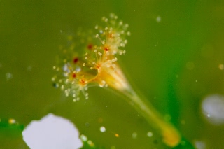 「ヒガサクラゲ」のサムネイル画像