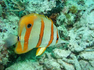 「ハシナガチョウチョウウオ」のサムネイル画像