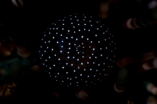 「トックリガンガゼモドキ」のサムネイル画像