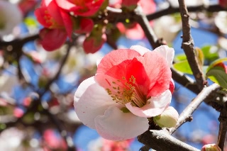 「ボケ」のサムネイル画像