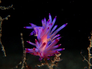 「セスジミノウミウシ」のサムネイル画像