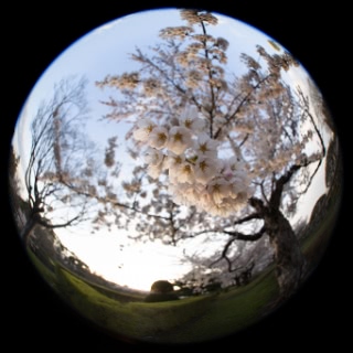 「ソメイヨシノ(染井吉野)」のサムネイル画像