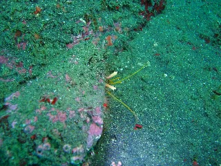 「ヤドカリ」のサムネイル画像