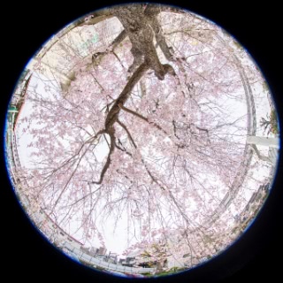 「ヤエシダレザクラ(八重しだれ桜)」のサムネイル画像