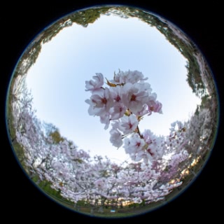 「ソメイヨシノ(染井吉野)」のサムネイル画像