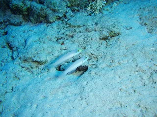 「アカハチハゼ」のサムネイル画像