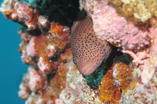 「ハタの仲間」のサムネイル画像