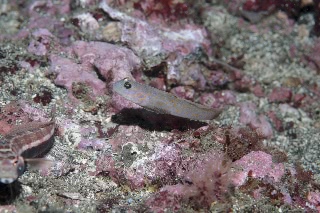 「ハゼの仲間」のサムネイル画像