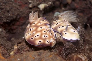 「ヒョウモンウミウシ」のサムネイル画像