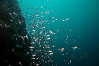 「無題」のサムネイル画像