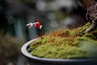 「植物の仲間」のサムネイル画像