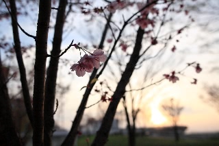 「ヨウコウザクラ(陽光桜)」のサムネイル画像