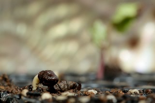 「桔梗咲き朝顔」のサムネイル画像