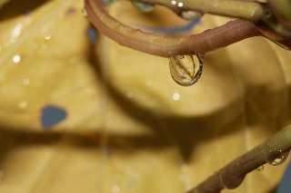 「ヨルガオ」のサムネイル画像