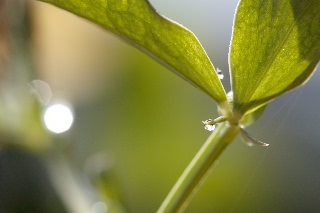 「スイートピー(カオリエンドウ,ジャコウレンリソウ,ジャコウエンドウ)」のサムネイル画像